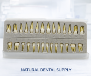 Typodont Teeth with Tooth Root